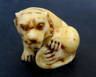 Japanese Ivory Colored Bone Netsuke - A Cute Baby Tiger Crying For Its Mommy