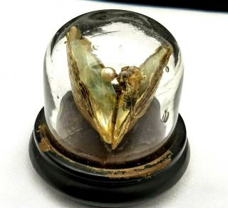Antique Display Akoya Oyster With Pearl Encased In A Glass Dome