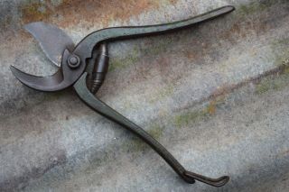 Vintage Garden Tools: William Marples Parrot Beak Hand Secateurs plant pruning 7