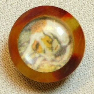 Small Antique Vintage Button Dog Print In Marble Celluloid G1