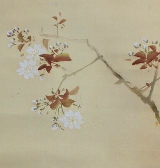 I549: Japanese hanging scroll.  bird on cherry tree with good painting. 5