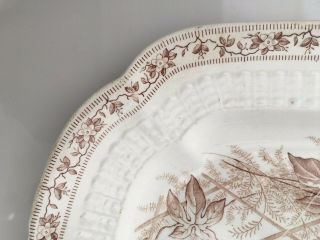 Antique Brown Transferware Platter F.  W.  & Co.  RARE PASSION FLOWER PATTERN 4