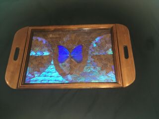 Vintage Deco Butterfly Wing Iridescent Art Serving Wood Tray Inlay Brazil 19”x11