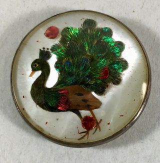 18th / 19th Century Antique Bird Under Glass Habitat Specimen Button - Peacock