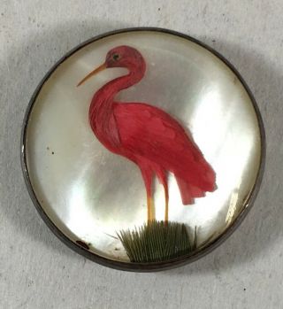 18th / 19th Century Antique Bird Under Glass Habitat Specimen Button - Flamingo