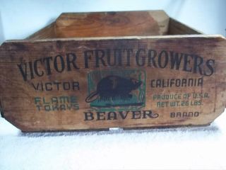 Rare Antique Vintage Flame Tokay Grape Wood Crate Beaver Victor Fruit Growers Ca