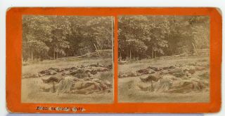 Stereoview Photograph Civil War Mumper Gettysburg Dead On Culps Hill 42