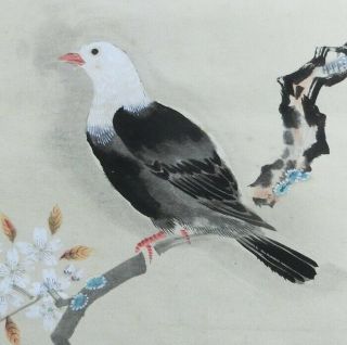 I489: Japanese Old Hanging Scroll.  Bird On Sakura Tree With Good Painting.