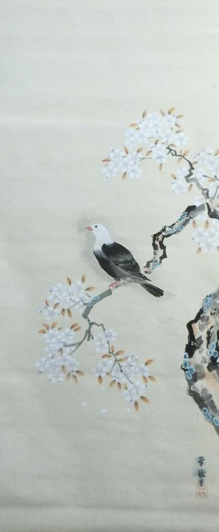 I489: Japanese old hanging scroll.  Bird on SAKURA tree with good painting. 3