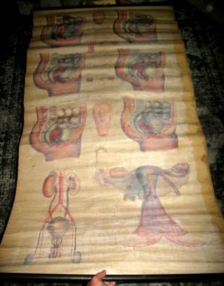 1855 12ct ANATOMICAL Wall Charts ANATOMY Physiology WOMEN HandPainted MEDICAL NY 10