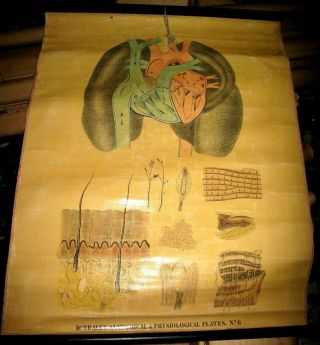 1855 12ct ANATOMICAL Wall Charts ANATOMY Physiology WOMEN HandPainted MEDICAL NY 3
