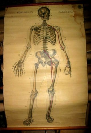 1855 12ct ANATOMICAL Wall Charts ANATOMY Physiology WOMEN HandPainted MEDICAL NY 4