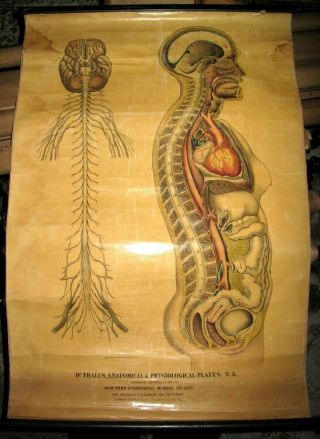 1855 12ct ANATOMICAL Wall Charts ANATOMY Physiology WOMEN HandPainted MEDICAL NY 5