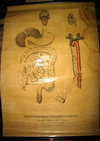 1855 12ct ANATOMICAL Wall Charts ANATOMY Physiology WOMEN HandPainted MEDICAL NY 6