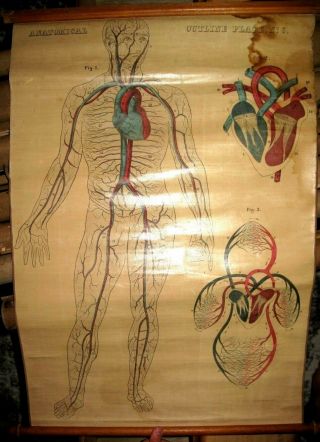 1855 12ct ANATOMICAL Wall Charts ANATOMY Physiology WOMEN HandPainted MEDICAL NY 7