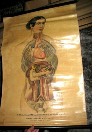 1855 12ct ANATOMICAL Wall Charts ANATOMY Physiology WOMEN HandPainted MEDICAL NY 8