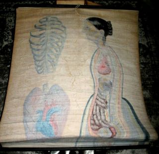 1855 12ct ANATOMICAL Wall Charts ANATOMY Physiology WOMEN HandPainted MEDICAL NY 9