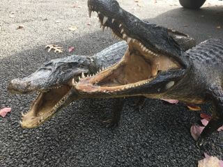 2 Taxidermy Gator Alligator Vintage Antique Open Mouth Full Body Juvenile 11