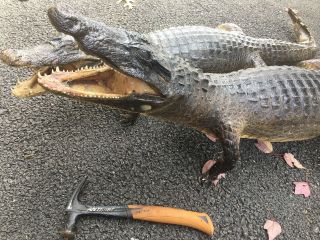 2 Taxidermy Gator Alligator Vintage Antique Open Mouth Full Body Juvenile 12