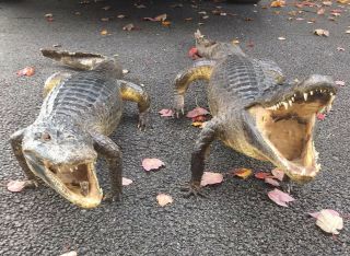 2 Taxidermy Gator Alligator Vintage Antique Open Mouth Full Body Juvenile