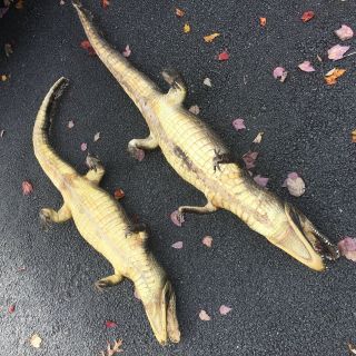 2 Taxidermy Gator Alligator Vintage Antique Open Mouth Full Body Juvenile 3
