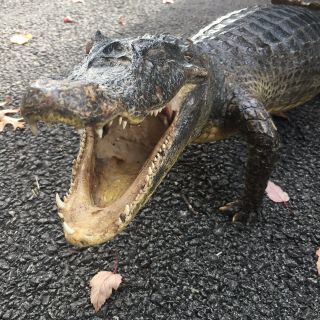 2 Taxidermy Gator Alligator Vintage Antique Open Mouth Full Body Juvenile 4