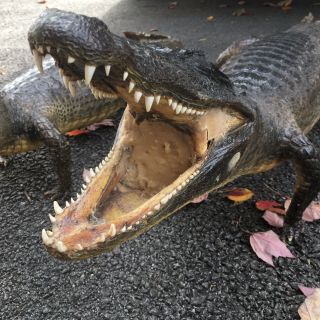 2 Taxidermy Gator Alligator Vintage Antique Open Mouth Full Body Juvenile 5