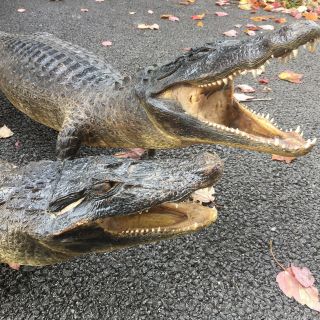 2 Taxidermy Gator Alligator Vintage Antique Open Mouth Full Body Juvenile 8