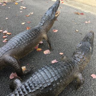 2 Taxidermy Gator Alligator Vintage Antique Open Mouth Full Body Juvenile 9