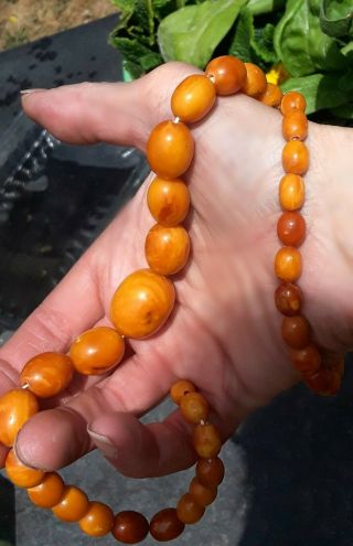 Antique Oval Rich Egg Yolk Baltic Amber Necklace 4