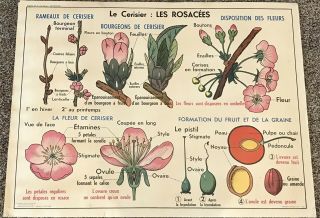 Rare Vintage French School Chart Poster Botanical Cherry Blossom Carrot Wall Art