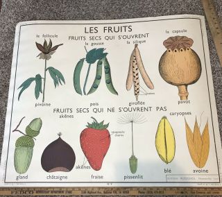 Rare Vintage French School Chart Poster Le Graine Botanical Seeds Fruit Wall Art
