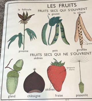 Rare Vintage French School Chart Poster Le Graine Botanical Seeds Fruit Wall Art 2