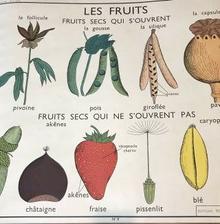 Rare Vintage French School Chart Poster Le Graine Botanical Seeds Fruit Wall Art 3