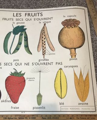 Rare Vintage French School Chart Poster Le Graine Botanical Seeds Fruit Wall Art 4