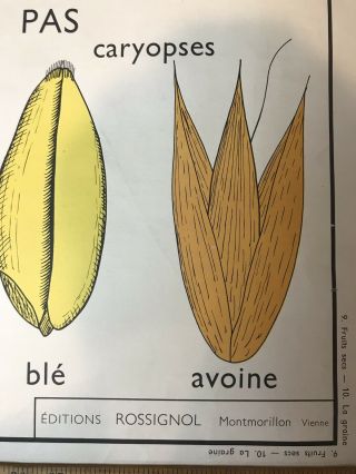 Rare Vintage French School Chart Poster Le Graine Botanical Seeds Fruit Wall Art 6