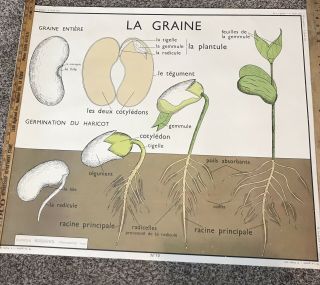 Rare Vintage French School Chart Poster Le Graine Botanical Seeds Fruit Wall Art 8