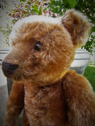 ANTIQUE OLD CINNAMON MOHAIR STEIFF TEDDY BEAR FF BUTTON 5