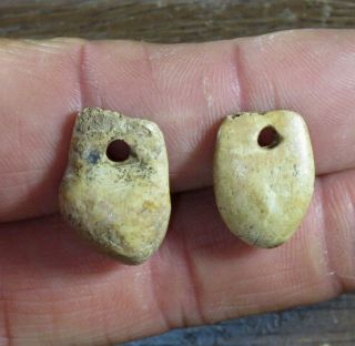 2 Rare Fort Ancient Drilled Elk Teeth Pendants Mason Co West Virginia X Beutell
