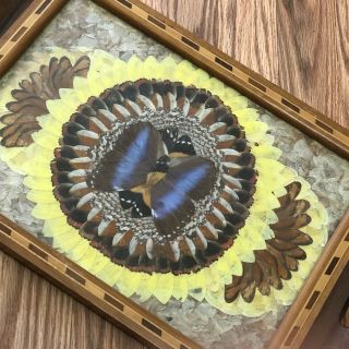 Vintage Butterfly Wing Tray Under Glass Inlay Wood Handled Frame