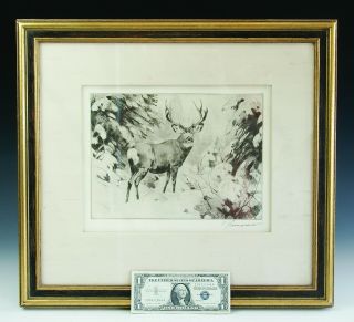 Antique Carl Clemens Moritz Rungius (1869 - 1959) " Mule Deer " Etching Hunt