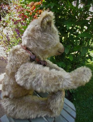 ANTIQUE OLD MOHAIR STEIFF TEDDY BEAR 18 INCHES 7