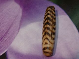 ANCIENT PUMTEK PYU BEAD  9 ZIG ZAG TIGER 