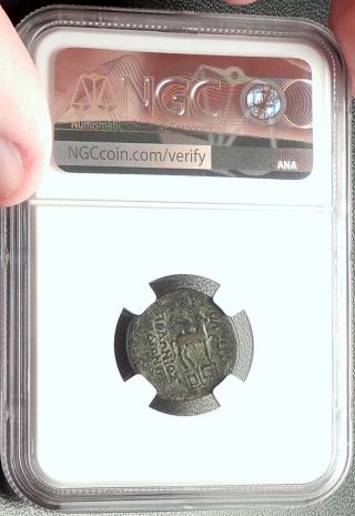GAIUS Caesar Grandson of AUGUSTUS Tripolis Lydia Ancient Roman Coin NGC i68415 4