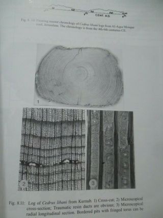 Timber in Ancient Israel: Dendroarchaeology And Dendrochronology by Nili Liphsch 6