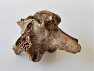 Ancient? Fossilized Vertebrae Bone Fossil Short Face Bear Old Antique Vertebrate