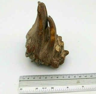 Woolly Mammoth Tooth Prehistoric Fossilized Mammal Ancient form USSR 2