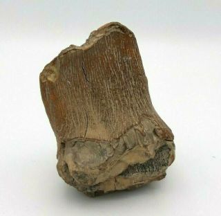 Woolly Mammoth Tooth Prehistoric Fossilized Mammal Ancient form USSR 4
