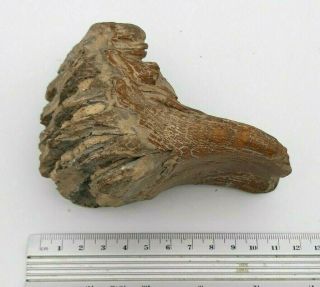 Woolly Mammoth Tooth Prehistoric Fossilized Mammal Ancient form USSR 8