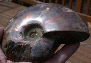 Sis: Exquisite Rainbow Fire 4.  5 " Ancient Iridescent Ammonite - Bonus Baby